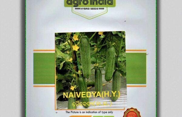 CUCUMBER NAIVEDYA (H.Y.)