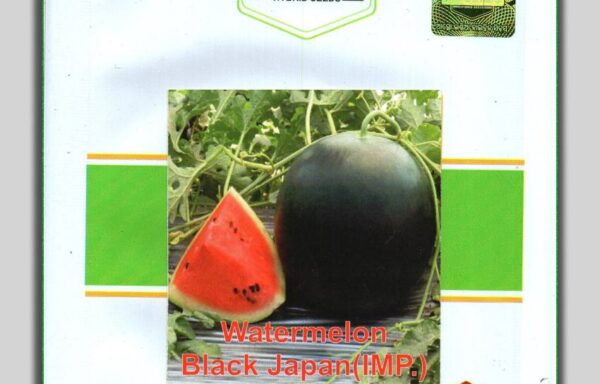 WATERMELON BLACK JAPAN(IMP.)